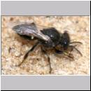 Oxybelus bipunctatus - Fliegenspiesswespe w08 5-6mm - Sandgrube Niedringhaussee.jpg